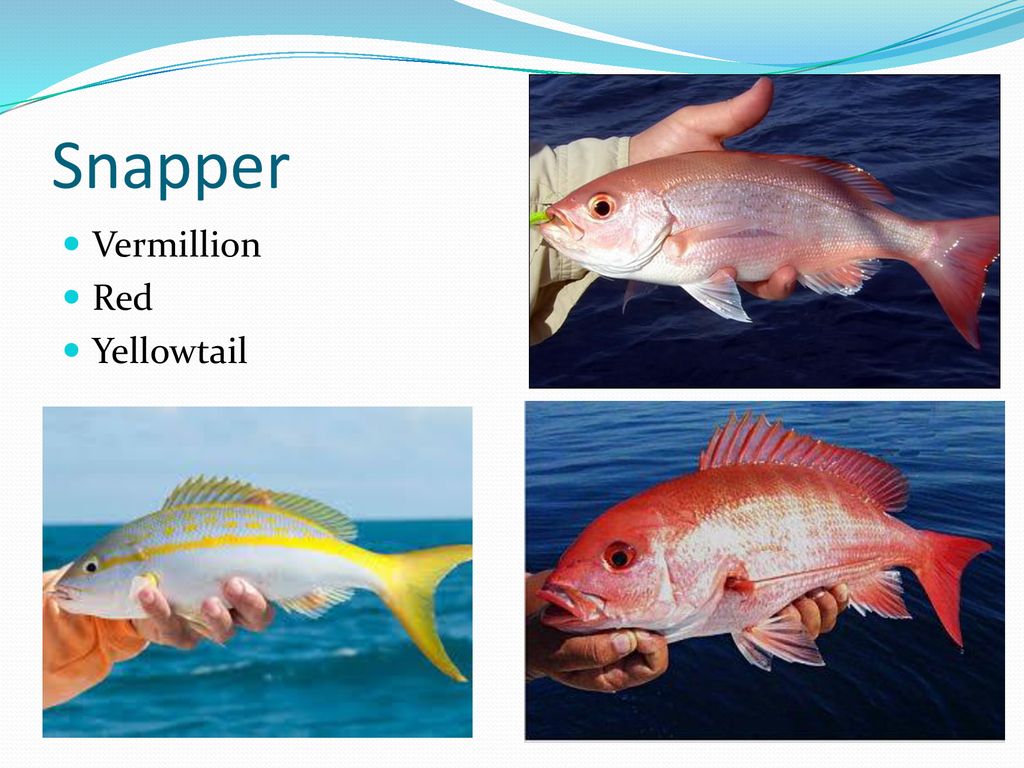 Snapper Vermillion Red Yellowtail