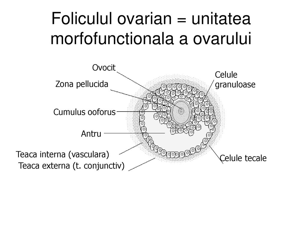 Patologia ovarului Monica Gheorghiu, ppt download