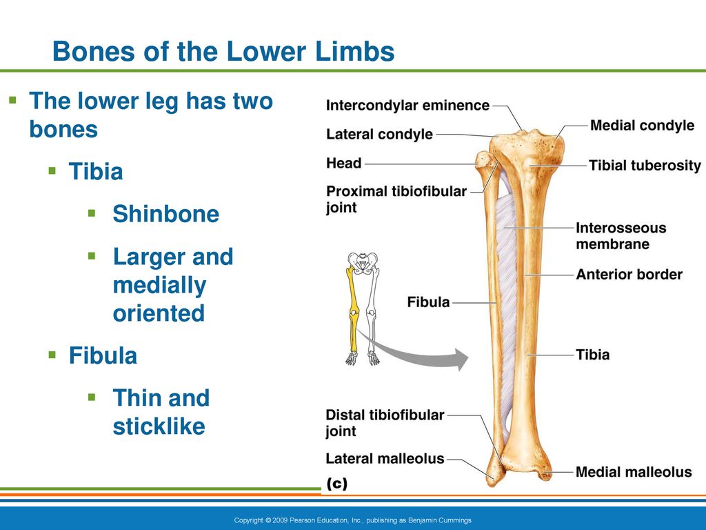 Chapter 5.7 Lecture Bones of the Lower Limb. - ppt download
