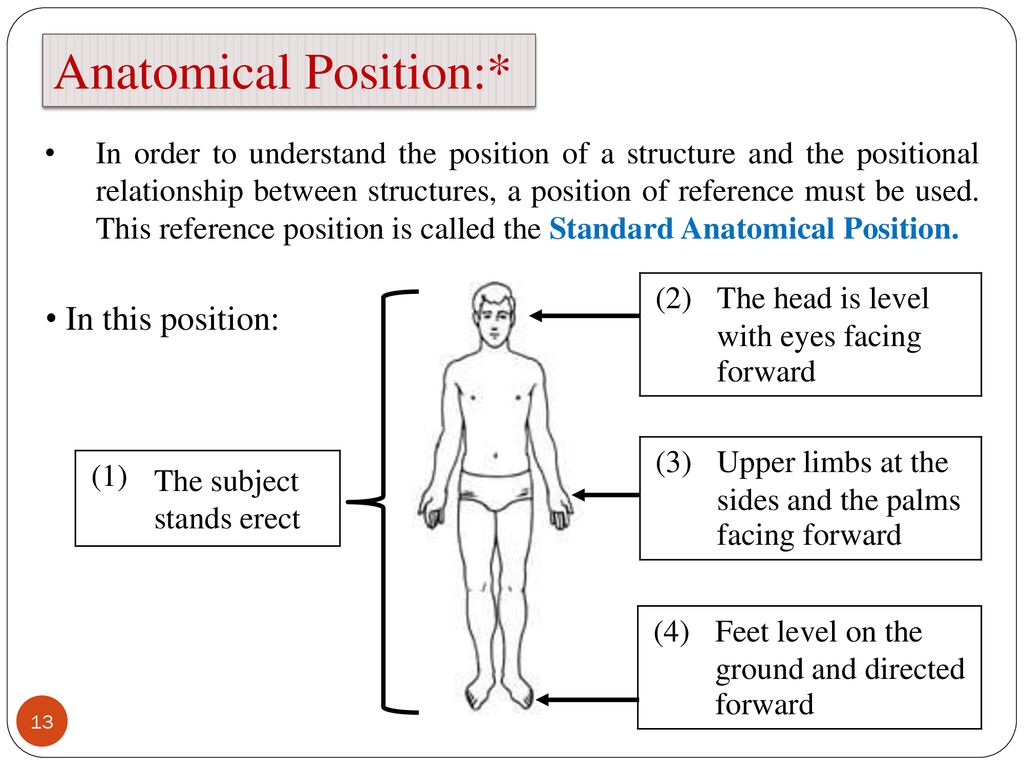 Definitions and Anatomical Terms Biology Diagrams