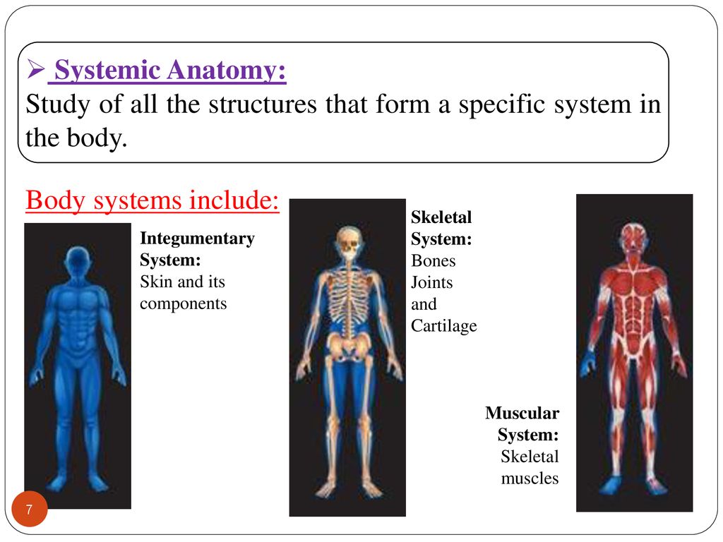 Definitions and Anatomical Terms Biology Diagrams