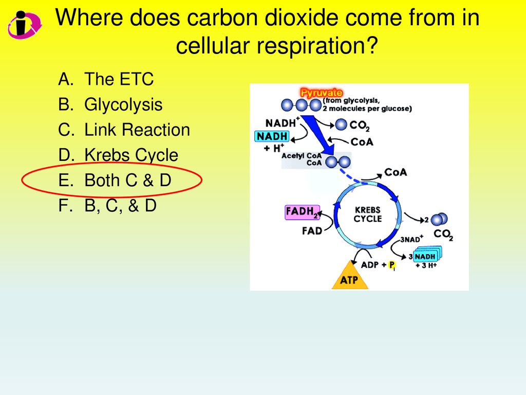 Where does carbon dioxide come from in cellular respiration