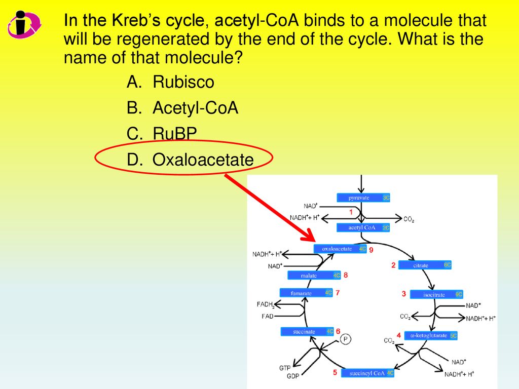 In the Kreb’s cycle, acetyl-CoA binds to a molecule that will be regenerated by the end of the cycle. What is the name of that molecule