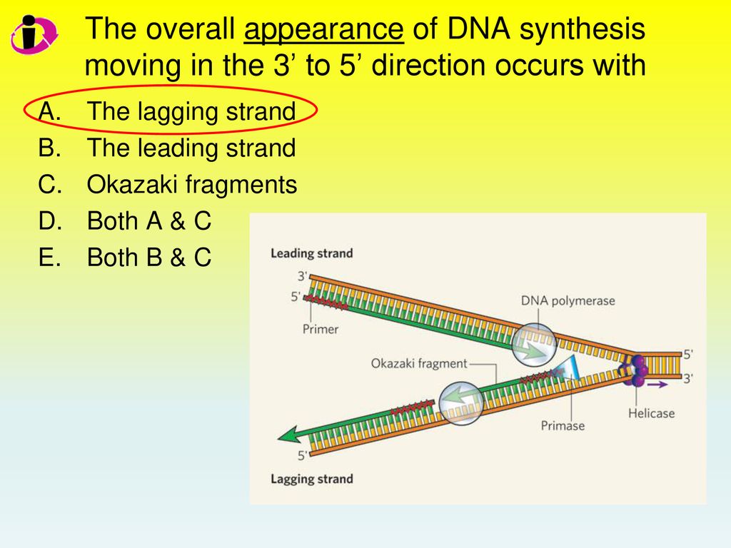 The overall appearance of DNA synthesis moving in the 3’ to 5’ direction occurs with