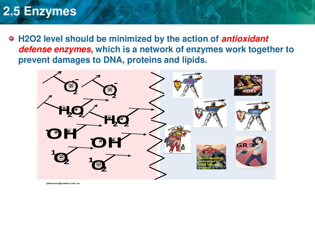 Starter H202 is a cytotoxic agent which can be present in beverages
