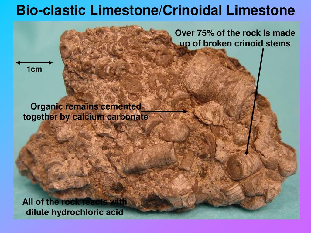 Bio-clastic+Limestone%2FCrinoidal+Limestone.jpg