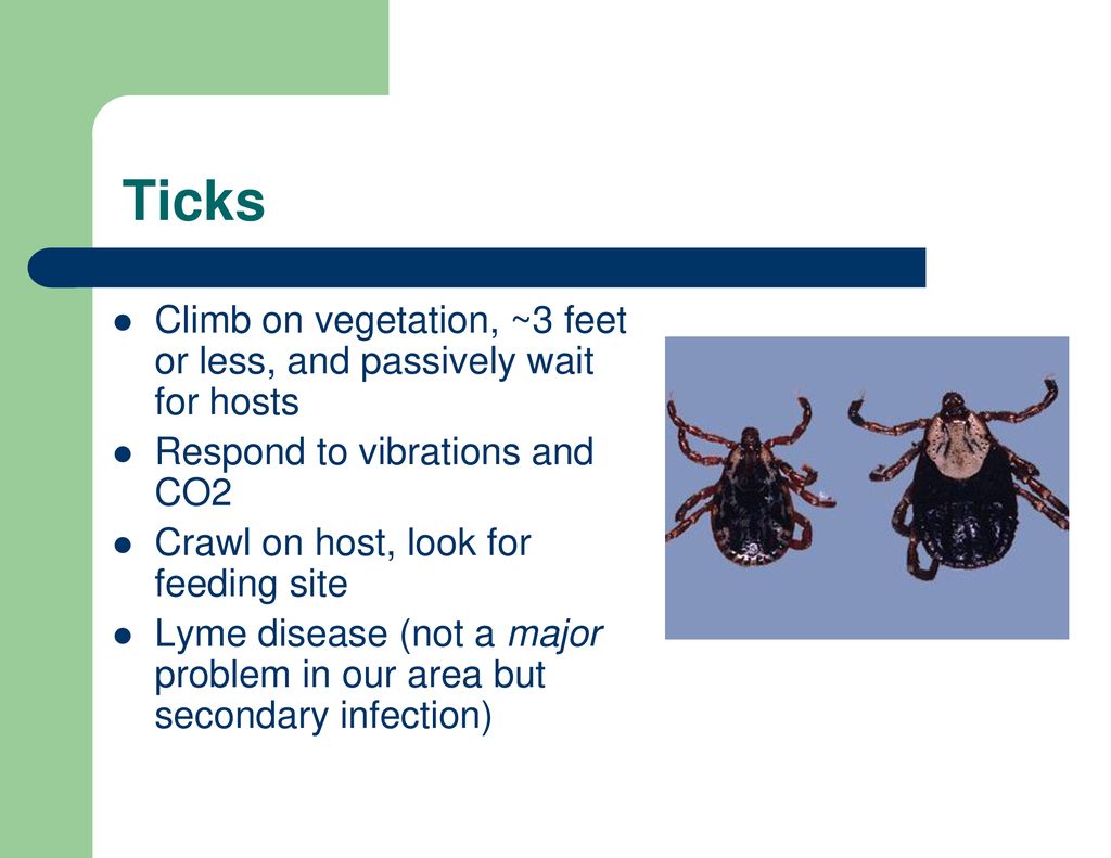 Things that go OUCH!!! in the garden - ppt download