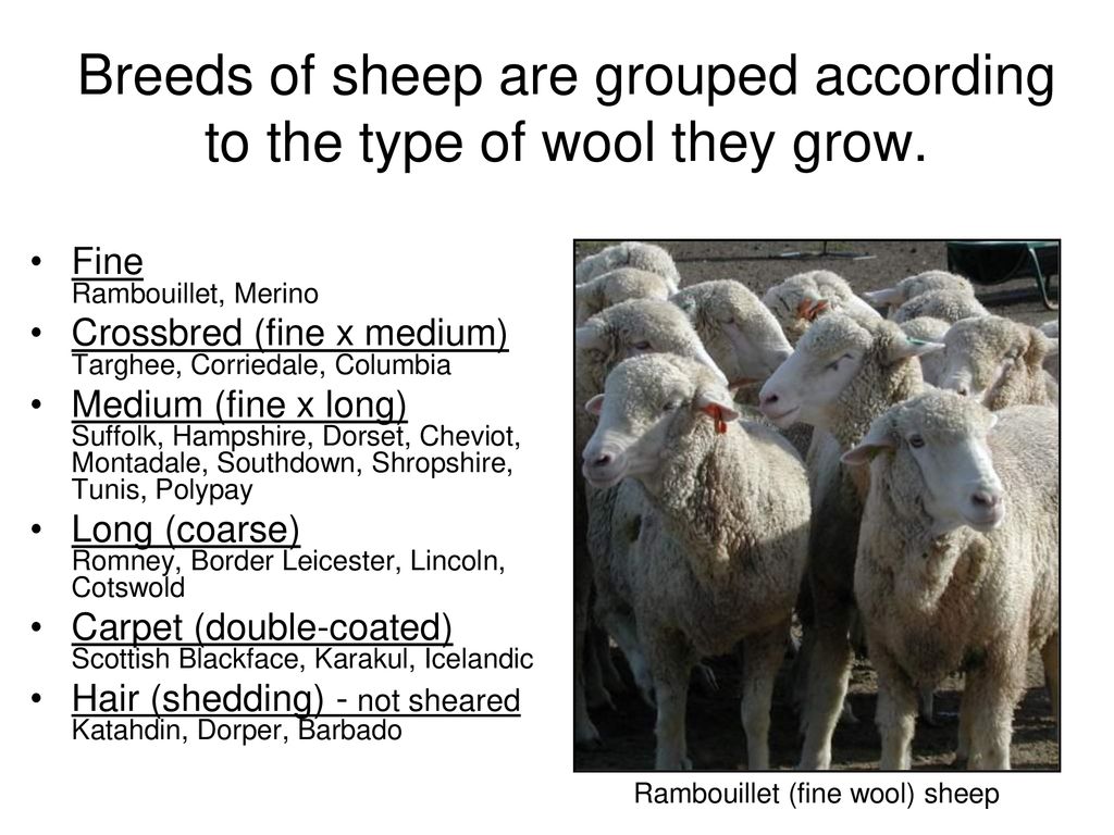 Sheep is или are. Sheep перевод на русский. Wool перевод. Овцы породы Эдди бай.