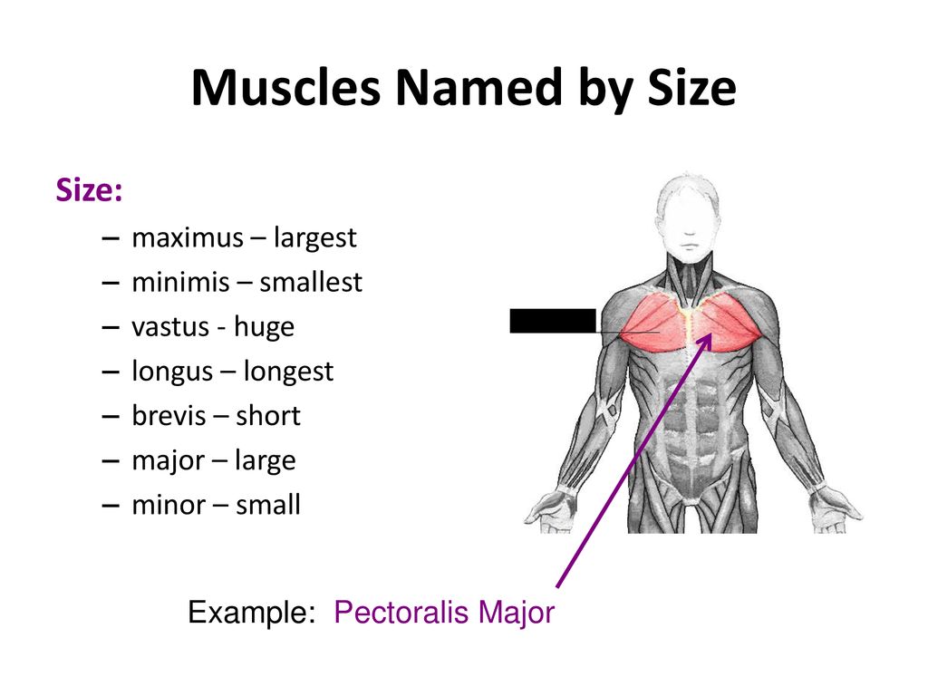 Characteristics Used To Name Skeletal Muscles Ppt Download