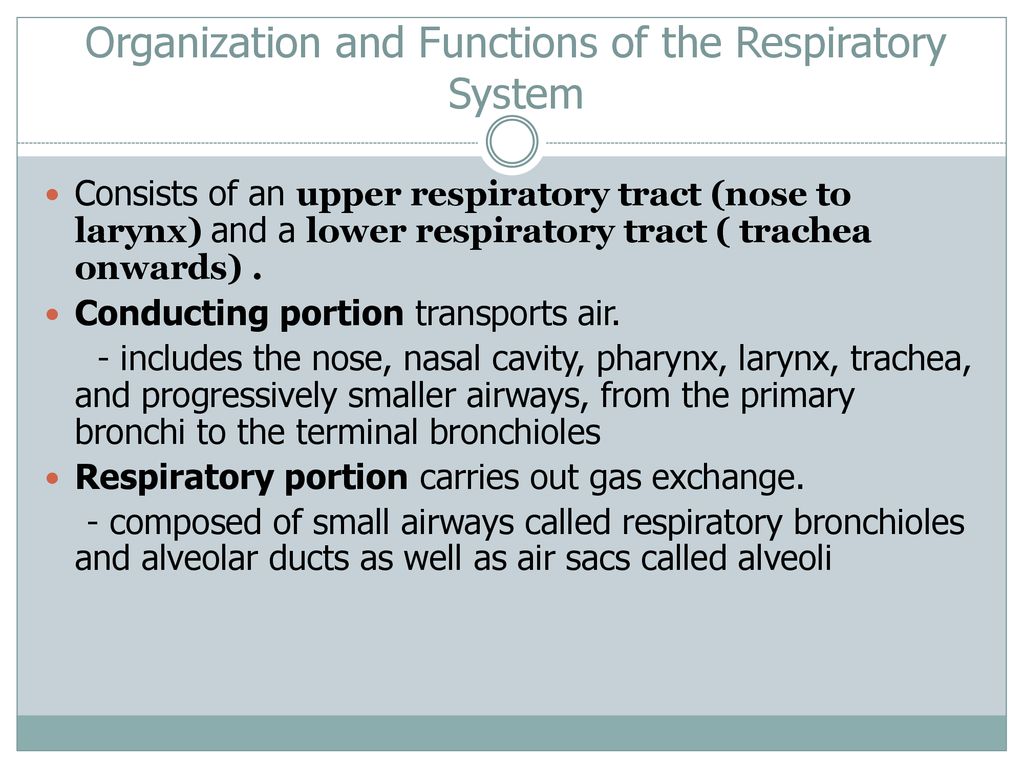 Function of Respiratory System - ppt download