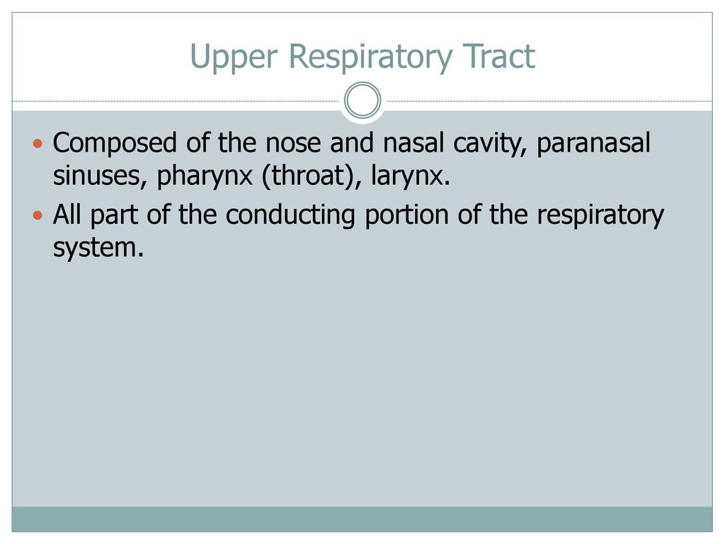 Function of Respiratory System - ppt download