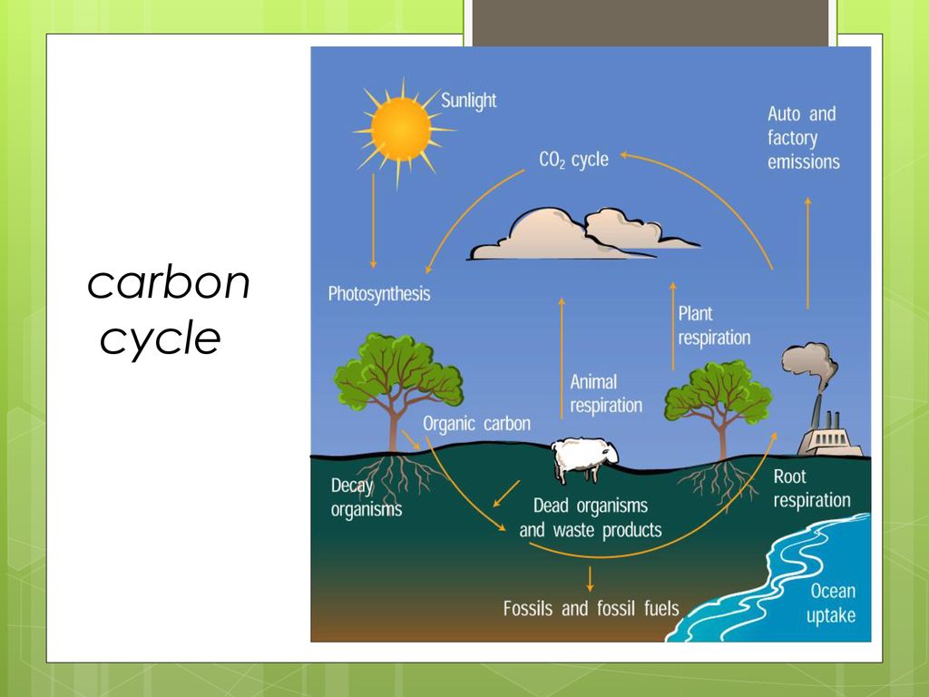 MATTER CYCLES between biotic, abiotic reservoirs. - ppt download