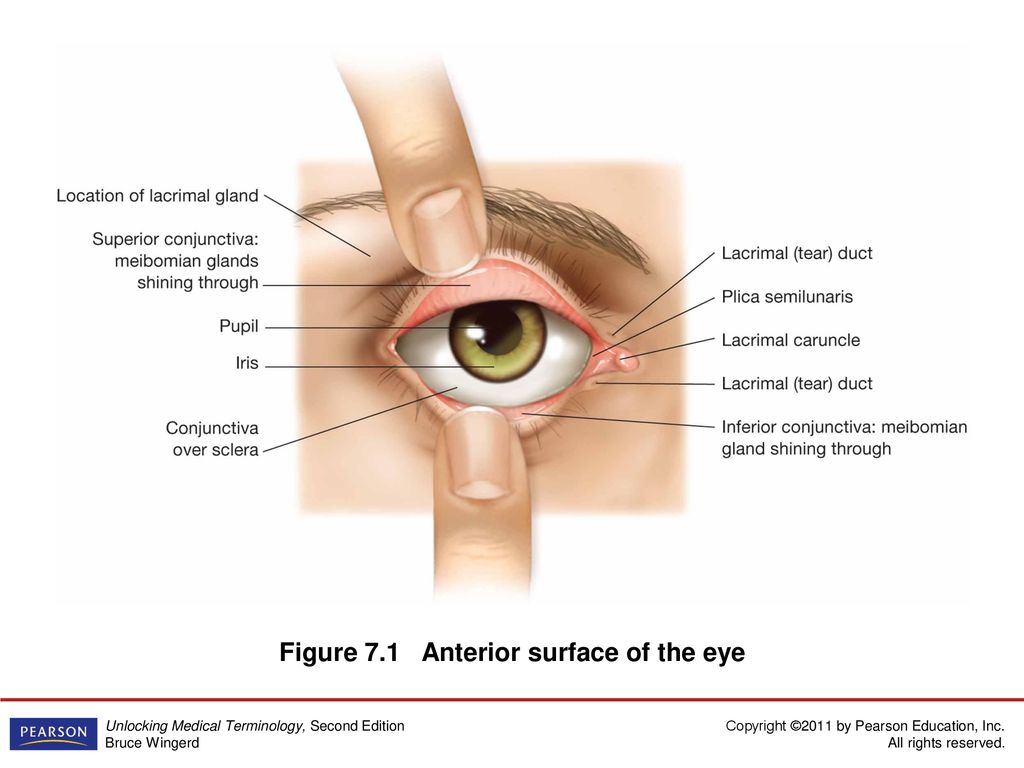 Figure 7.1 Anterior surface of the eye
