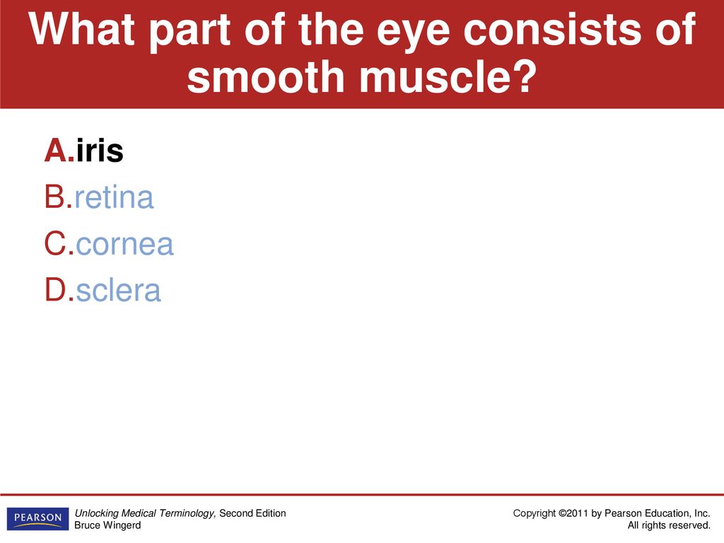 What part of the eye consists of smooth muscle