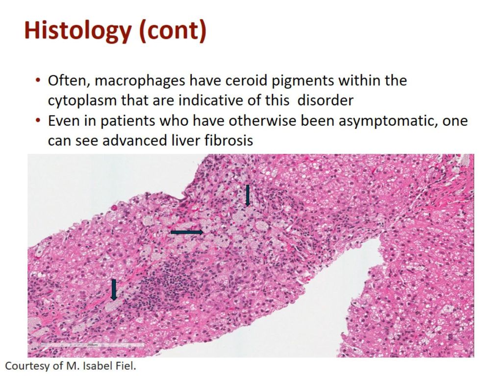 Histology (cont)