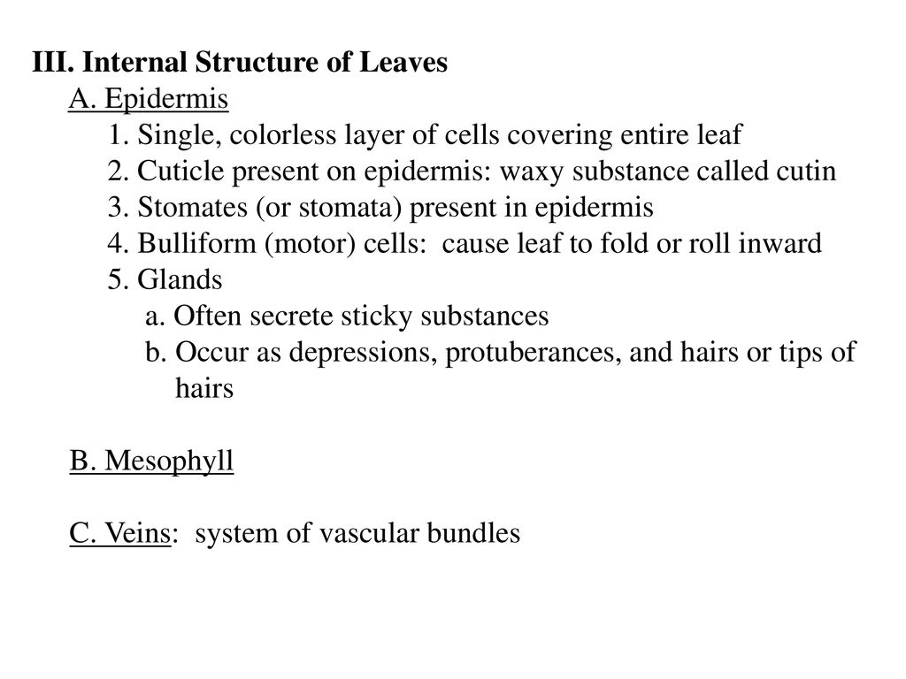 Chapter 7 LEAVES I Introduction A Features Ppt Download chapter-7-leaves-i-introduction-a-features-ppt-download