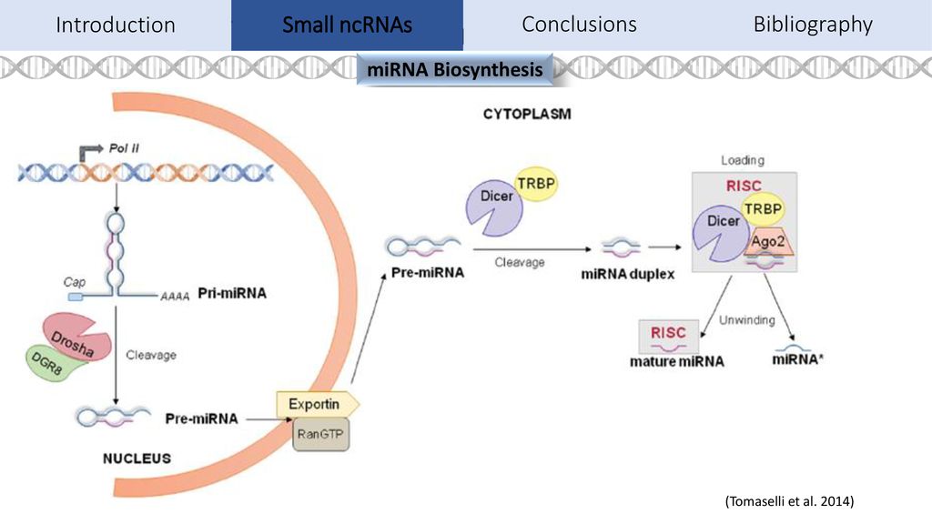 Mirna Mode Of Action In Most Cases Mirnas Bind To A Specific Sequence