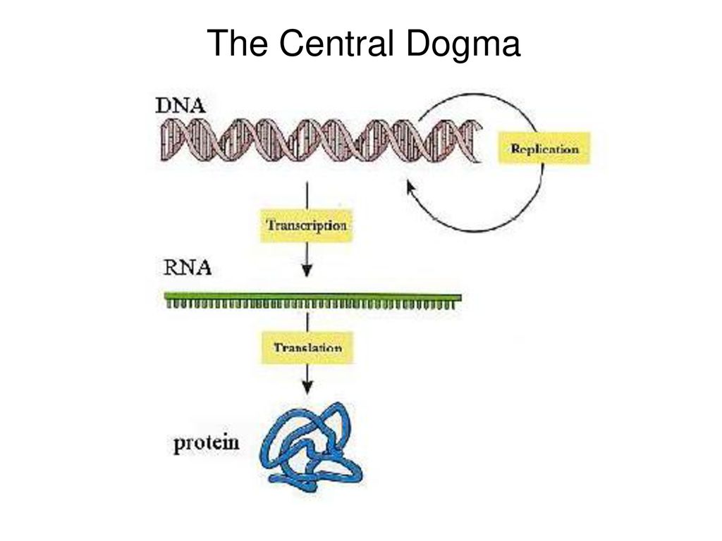 Рнк перевод. DNA RNA Protein. Protein Synthesis DNA. DNA Transcription. Protein Synthesis process.