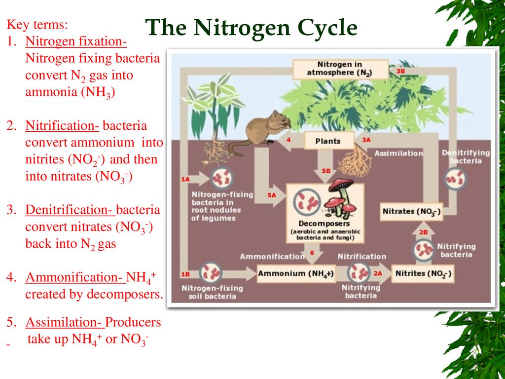 CH 3: What is Ecology? * Study of relationships between organisms ...