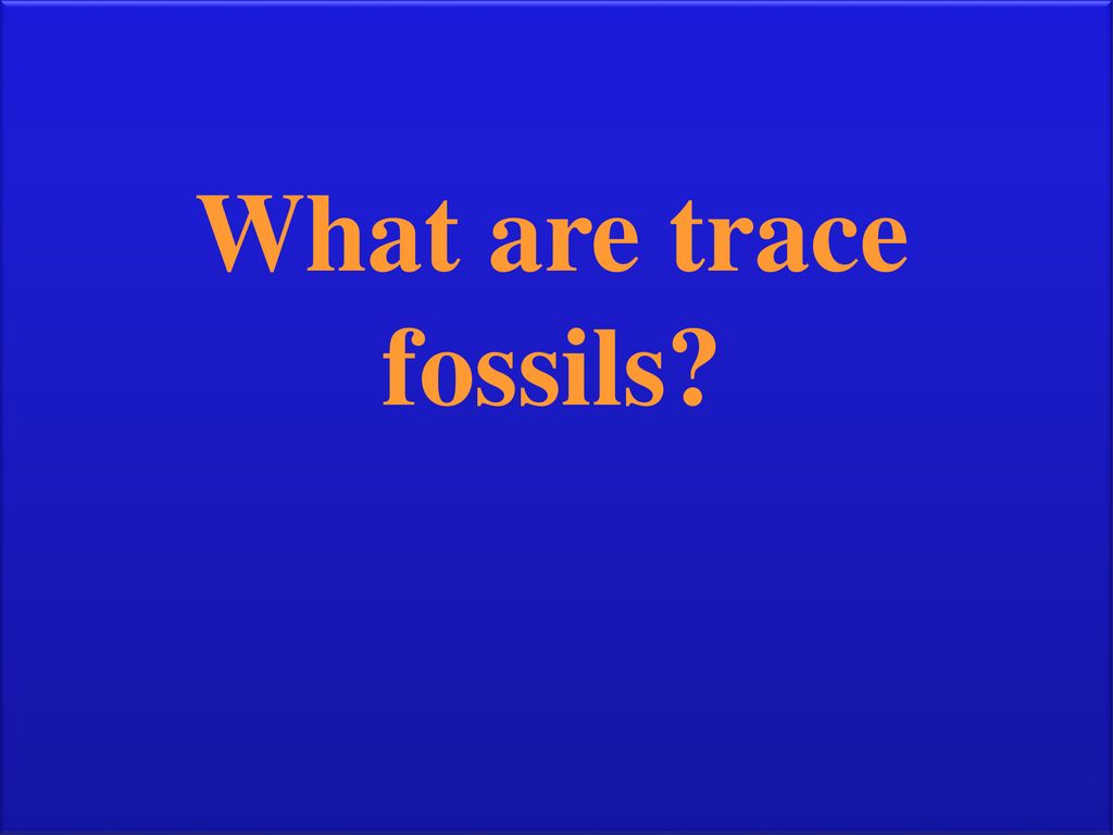 What are trace fossils