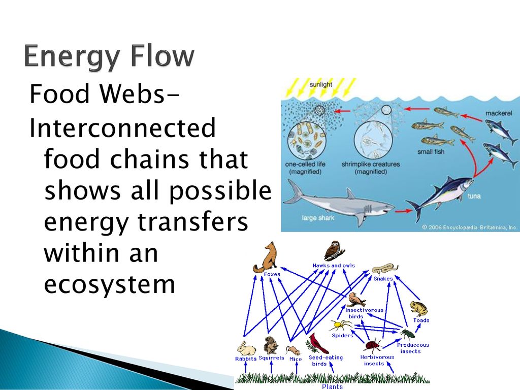 Terrestrial Ecology Ecology Energy Flow Ecosystem Structure Biology Diagrams