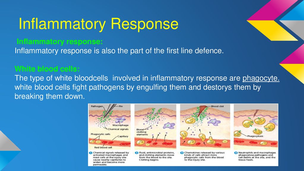 By:Elleah Chin, Jake Choy and Gyu Bin Han Biology Diagrams