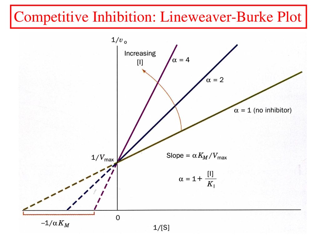 Competitive Inhibition: Lineweaver-Burke Plot
