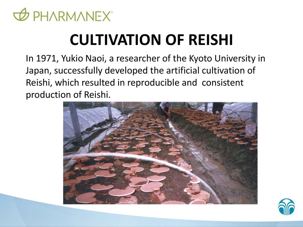 Cultivation of Reishi