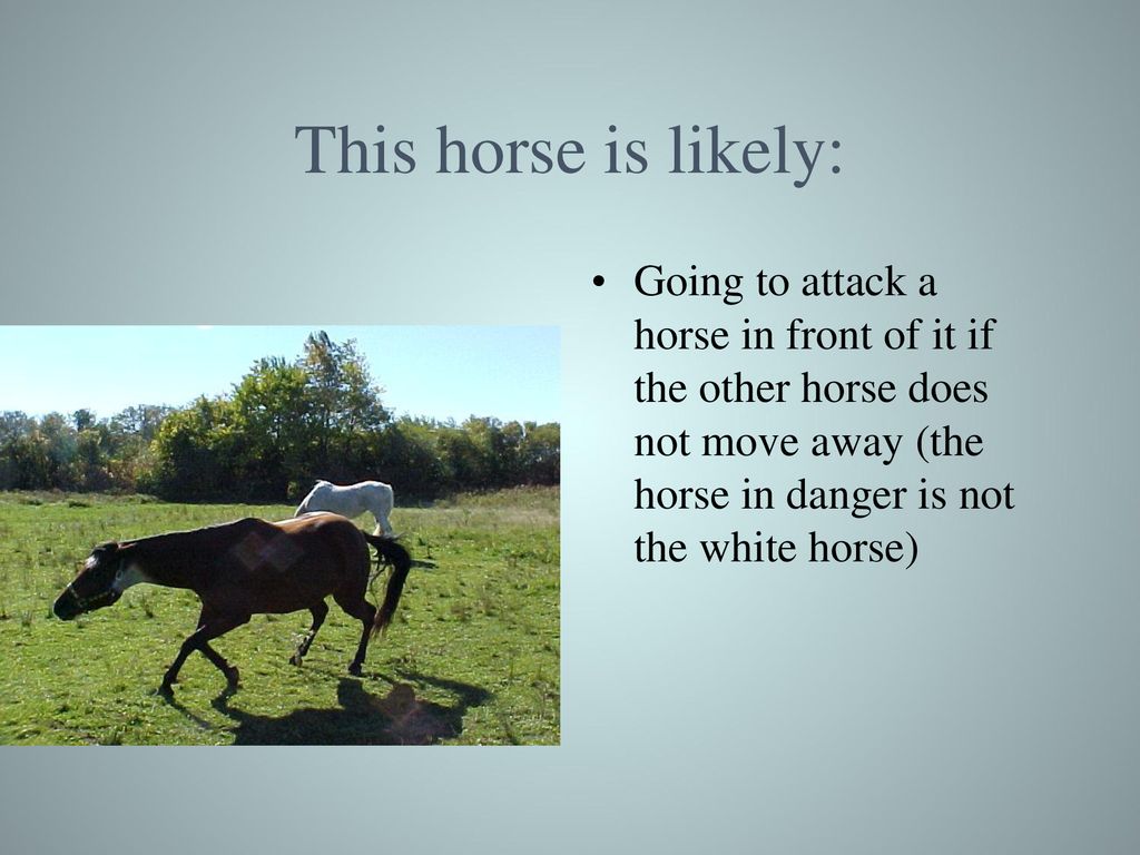 This horse is likely: Going to attack a horse in front of it if the other horse does not move away (the horse in danger is not the white horse)