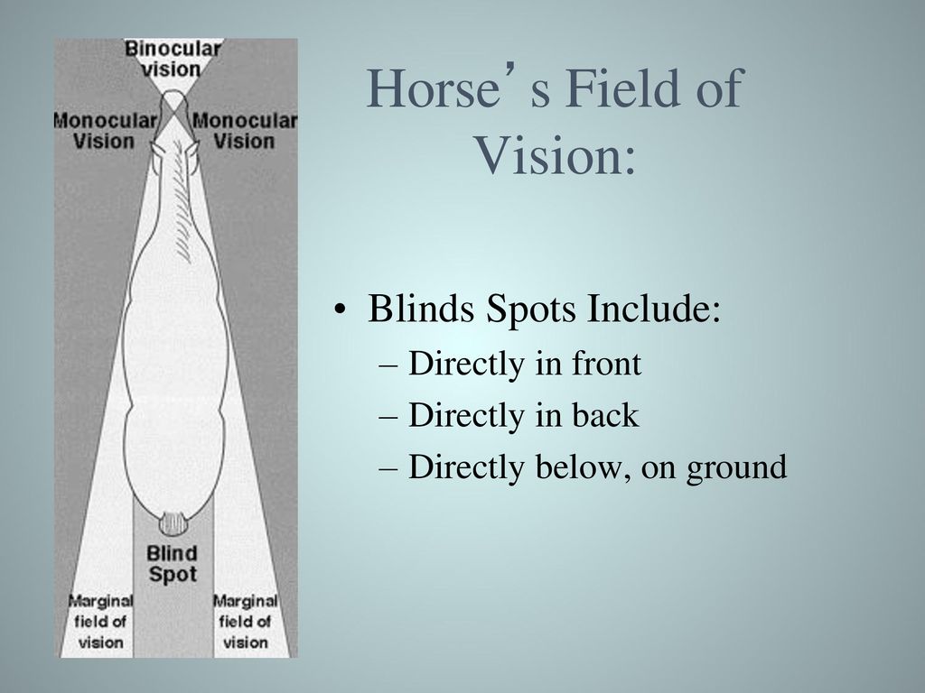 Horse’s Field of Vision: