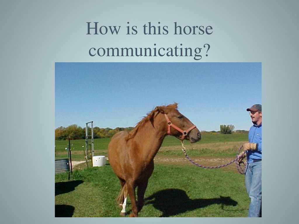 How is this horse communicating
