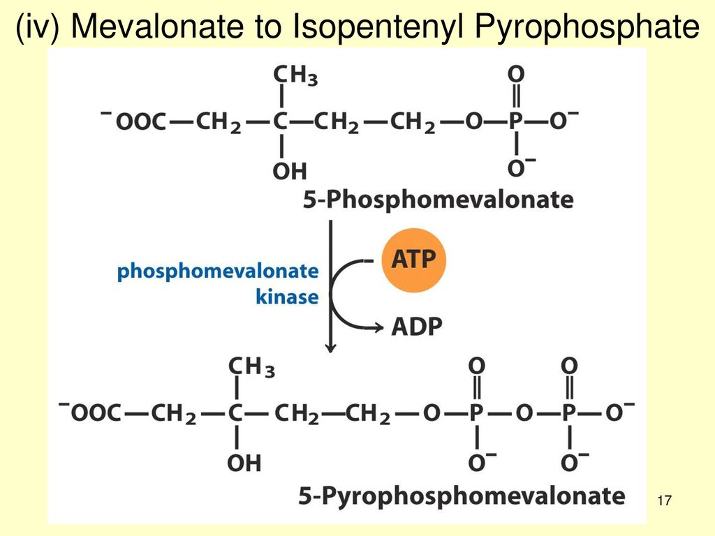 (iv) Mevalonate to Isopentenyl Pyrophosphate
