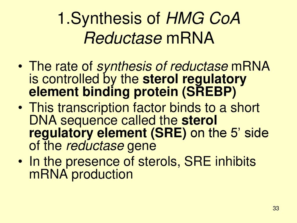 1.Synthesis of HMG CoA Reductase mRNA