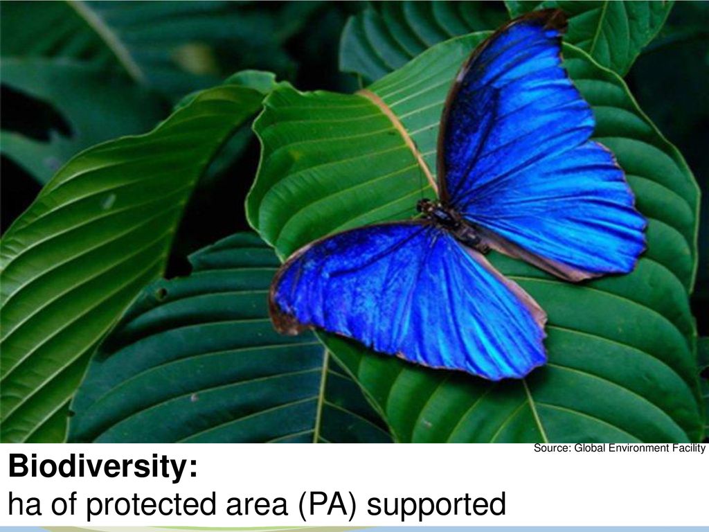 ha of protected area (PA) supported