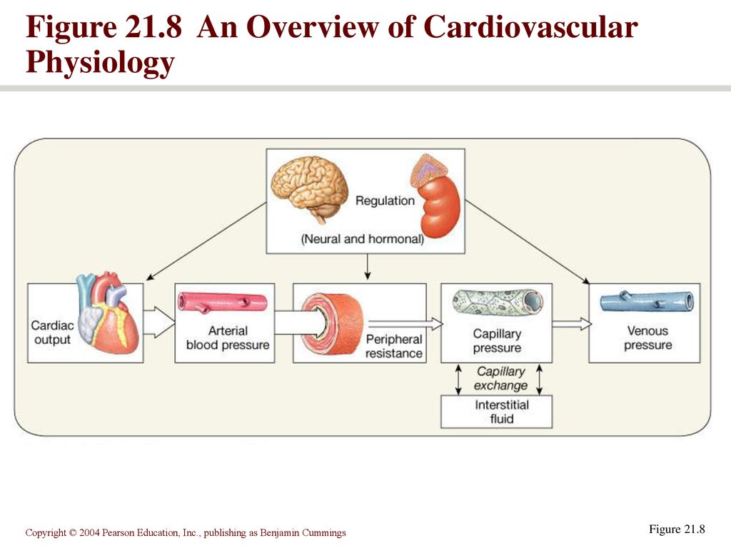 Blood Vessels And Circulation - Ppt Download