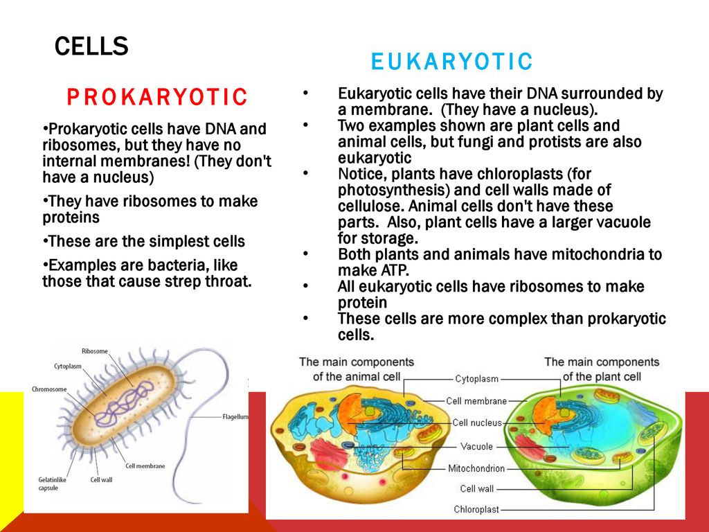 You Asked for it….. Biology REVIEW. - ppt download