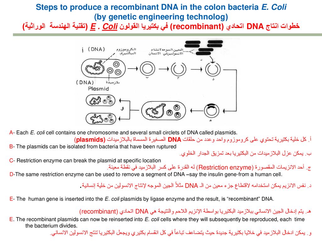 كيف تحدث عملية تضاعف Dna المرسال