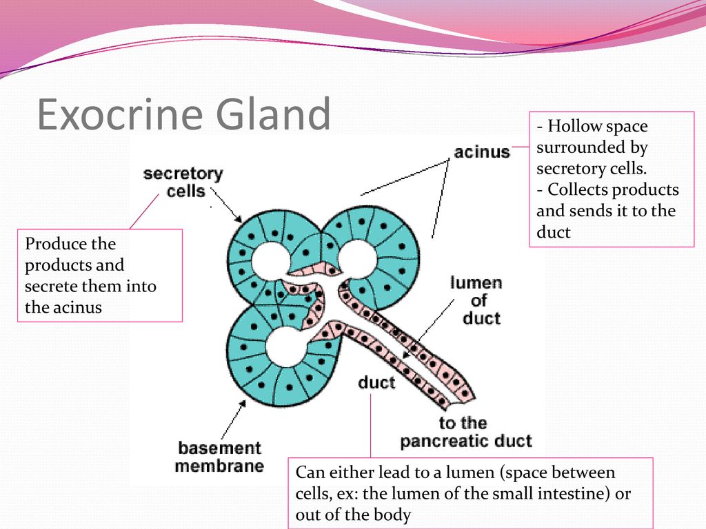 6 1 Digestion Absorption D 2digestion Ppt Download 6 1 Digestion Absorption D 2digestion Ppt Download