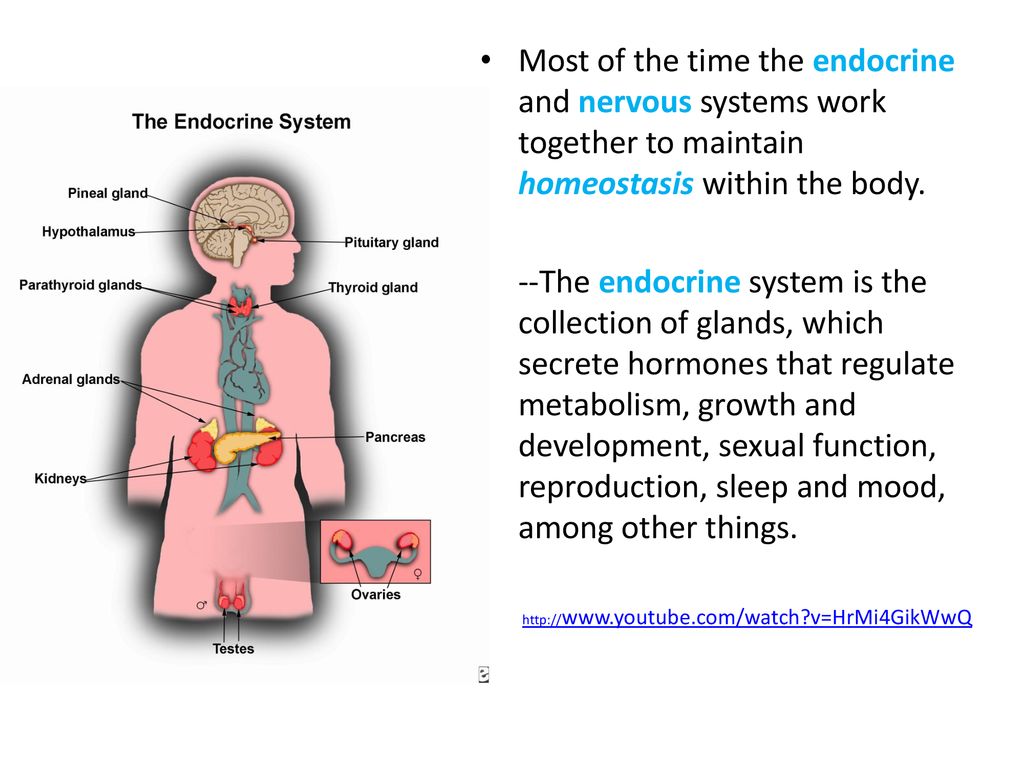 4 Regulation The Endocrine Nervous System Ppt Download