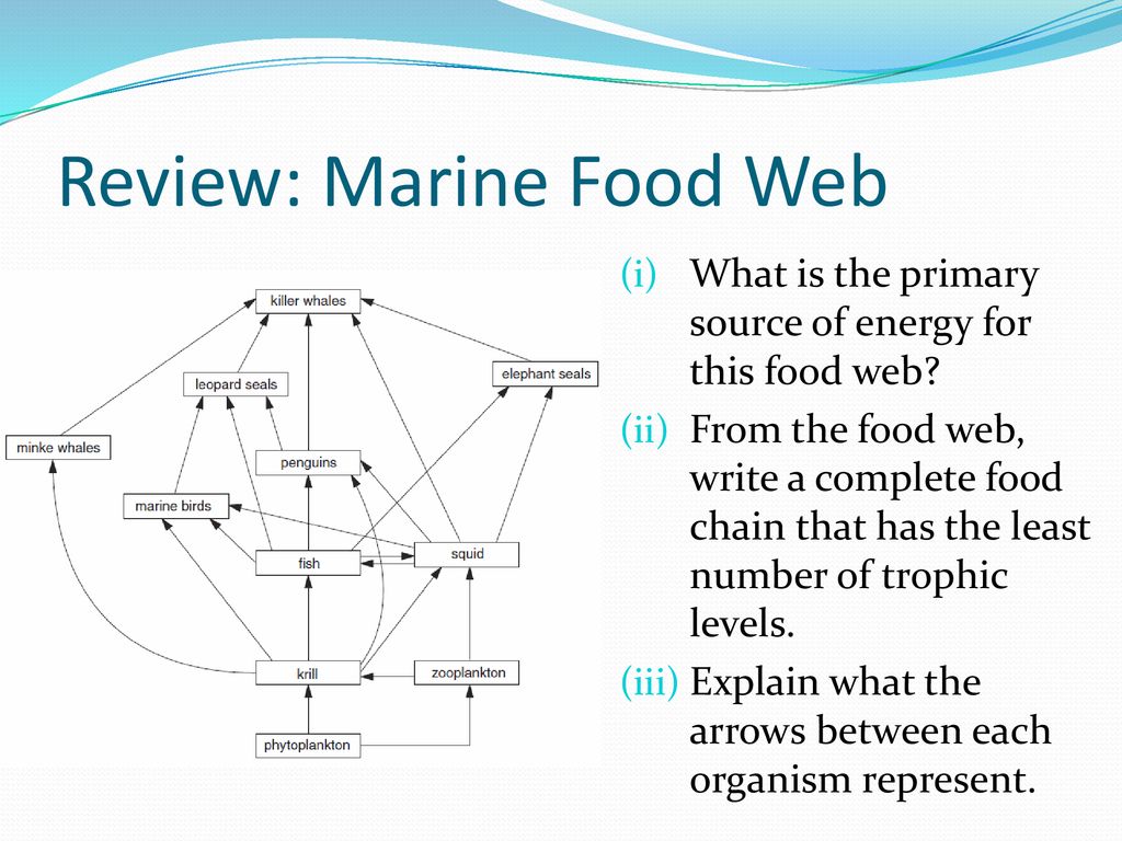Energetics of Marine Ecosystems Part I Biology Diagrams