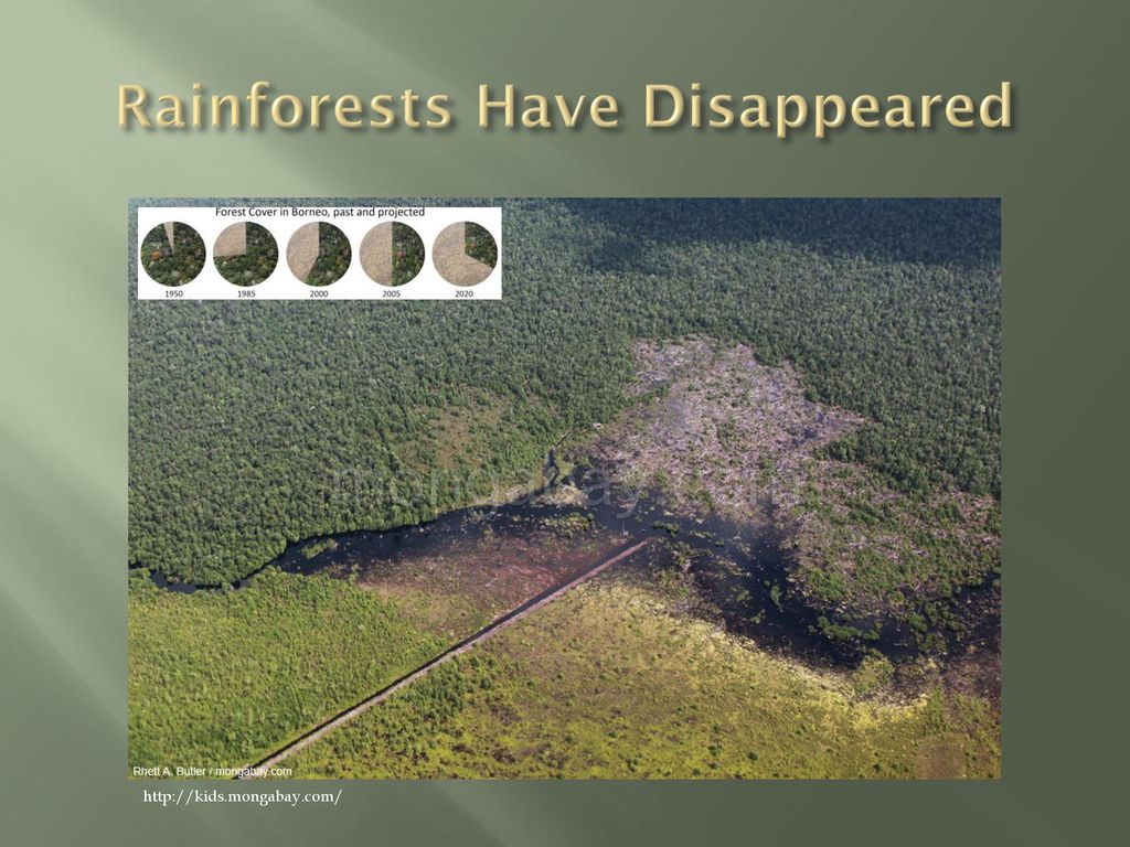 Indonesia’s Rain Forests - ppt download