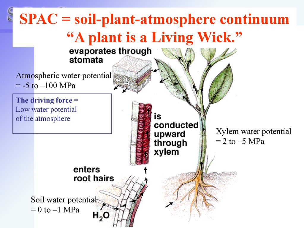 SPAC+%3D+soil-plant-atmosphere+continuum+A+plant+is+a+Living+Wick..jpg