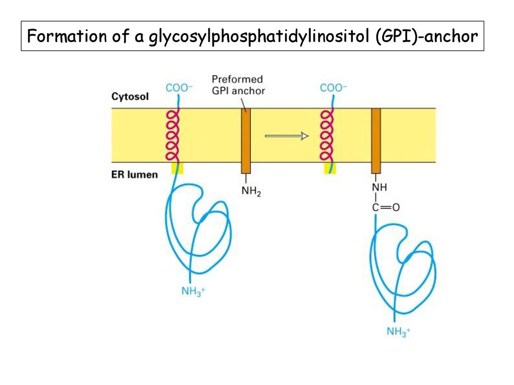 Formation of a glycosylphosphatidylinositol (GPI)-anchor