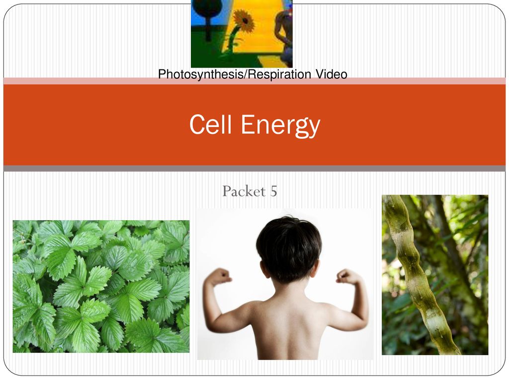 Photosynthesis/Respiration Video - ppt download