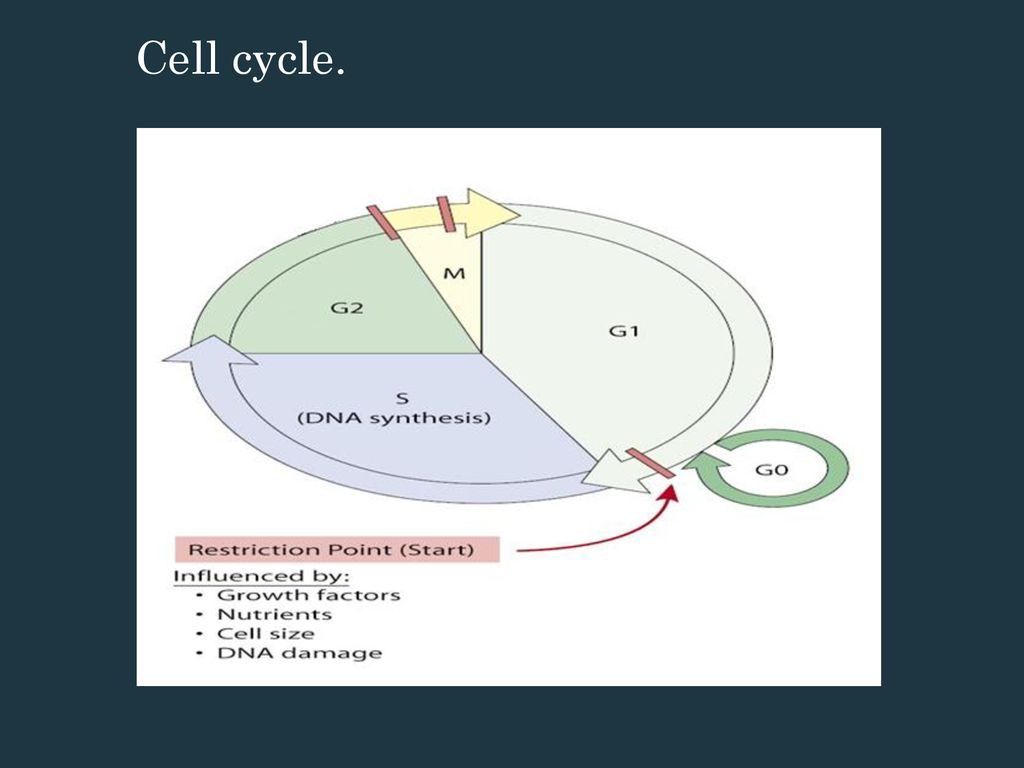Saul Carcamo University College of London Biology Diagrams
