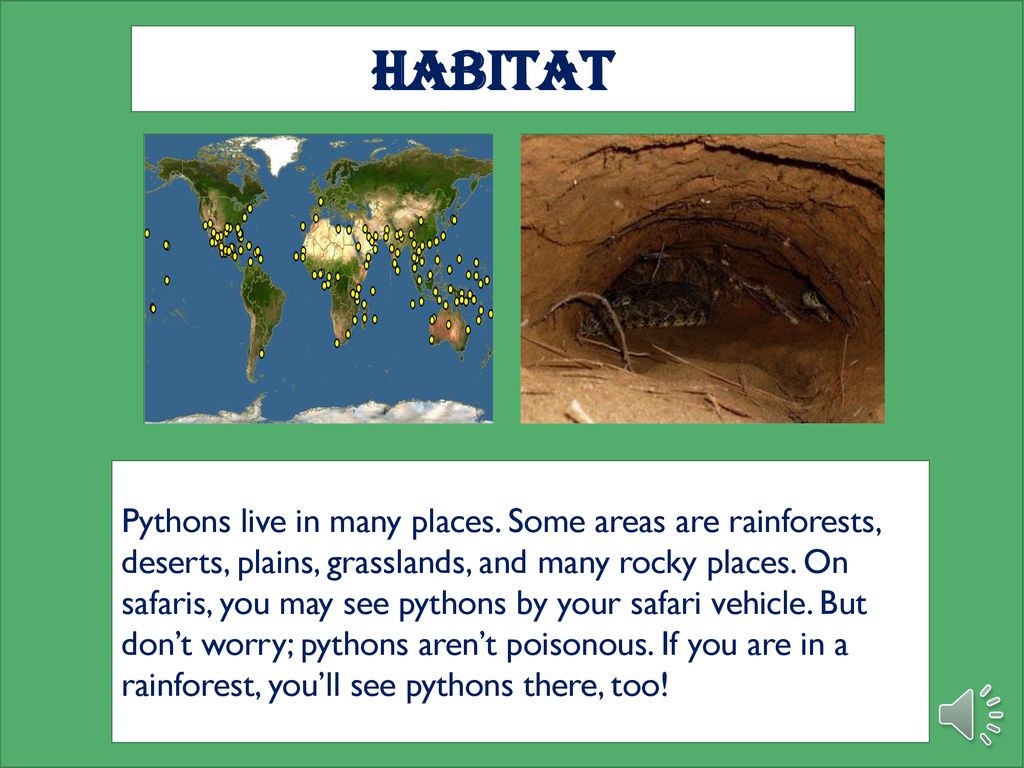 THE PYTHON Lauriston Bautista - ppt download