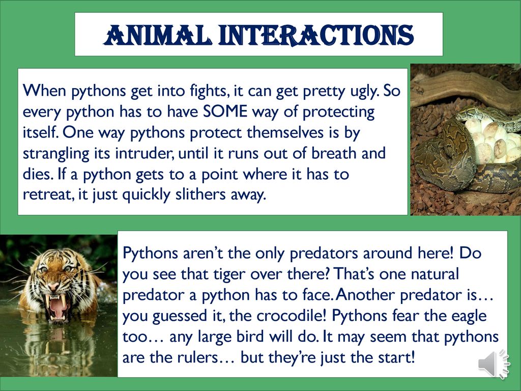 THE PYTHON Lauriston Bautista - ppt download