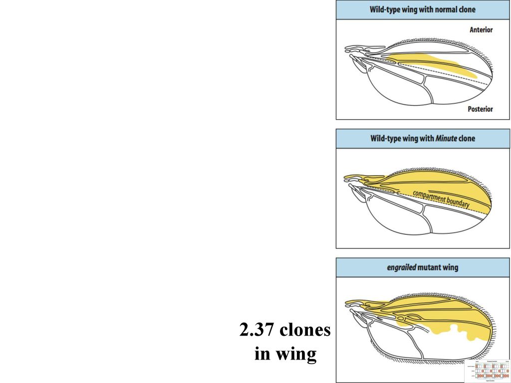 2.37 clones in wing