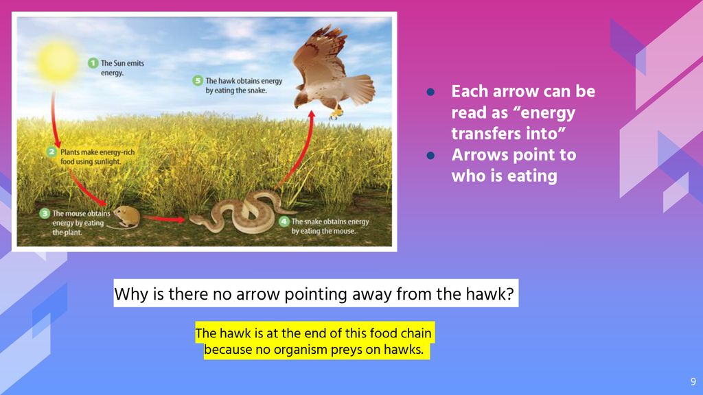 Learning Target: I will learn how energy moves in ecosystems. Biology Diagrams