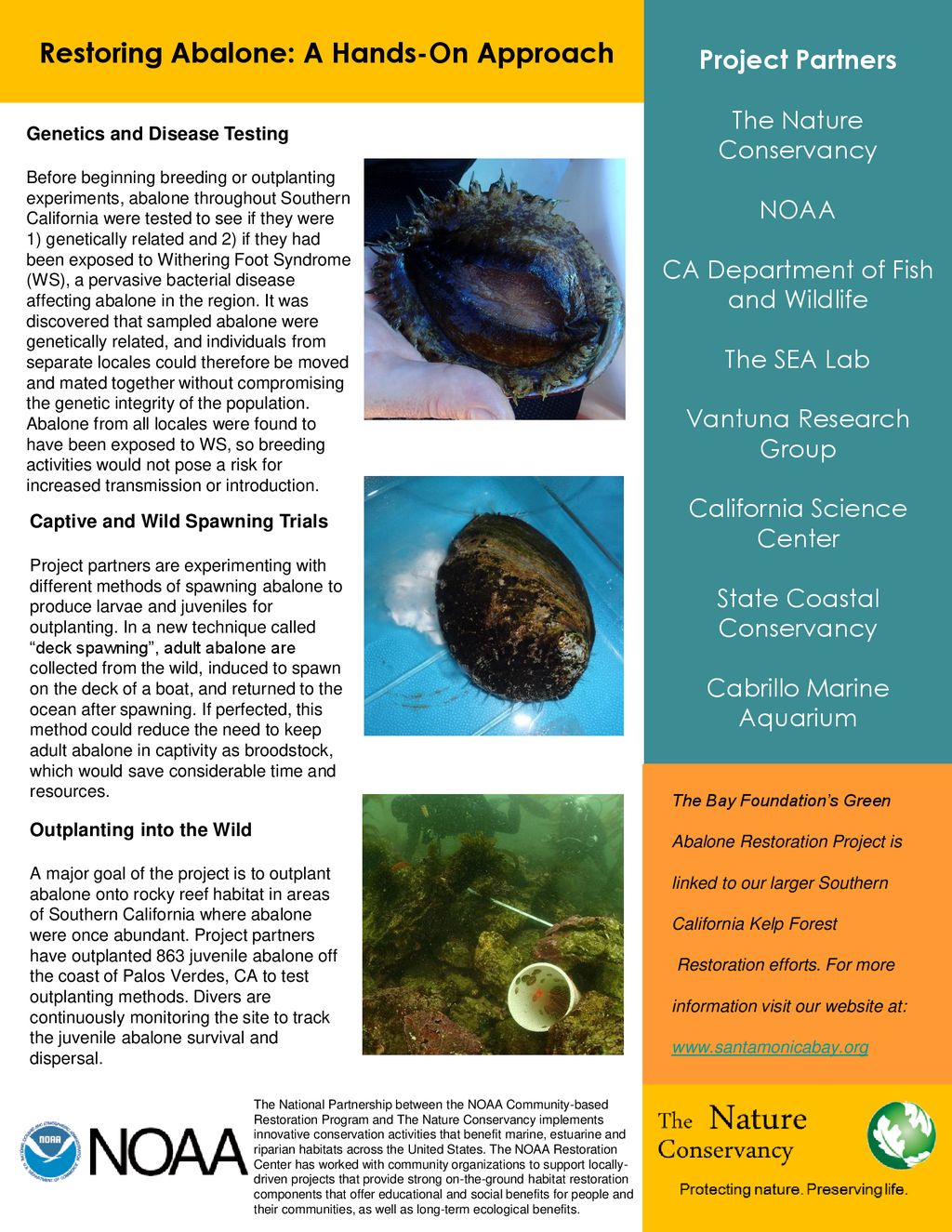 Southern California Green Abalone Restoration Project - Ppt Download